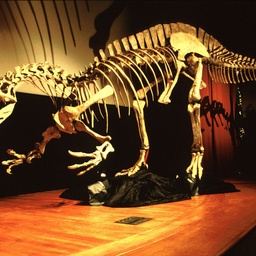 CrocMimic Skeleton